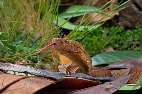 Broad-banded Copperhead