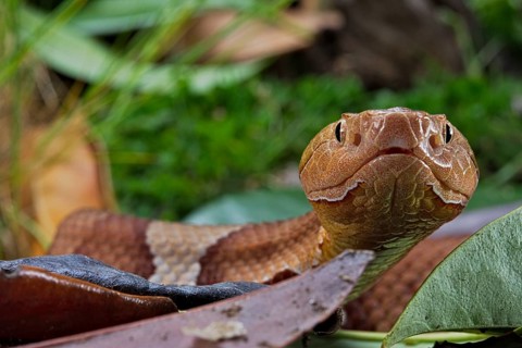 Broad-banded Copperhead