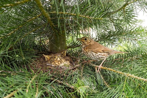 Song thrush