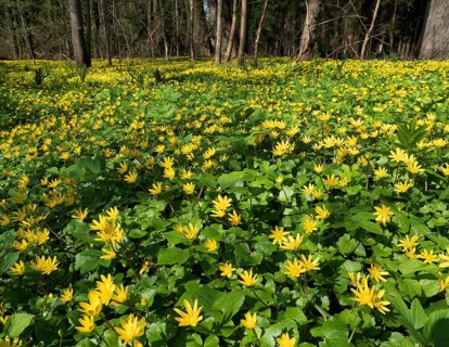 Lesser celandine