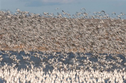 Snow goose