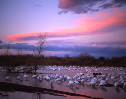 Snow goose