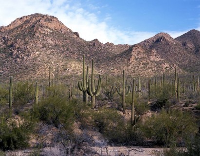 Saguaros