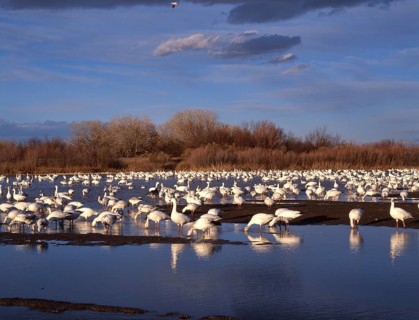Snow goose