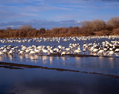 Snow goose