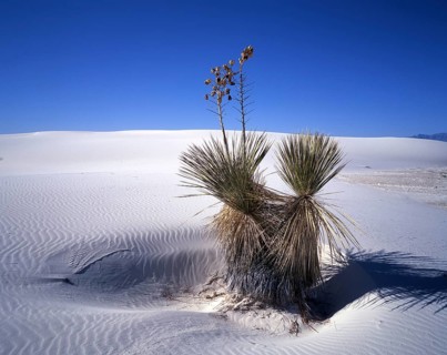 Yucca palm