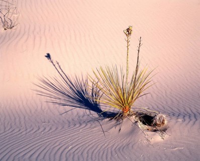 Yucca palm