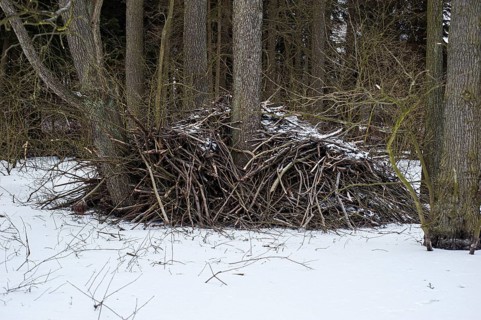 Beaver