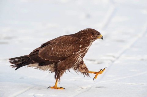 Buzzard