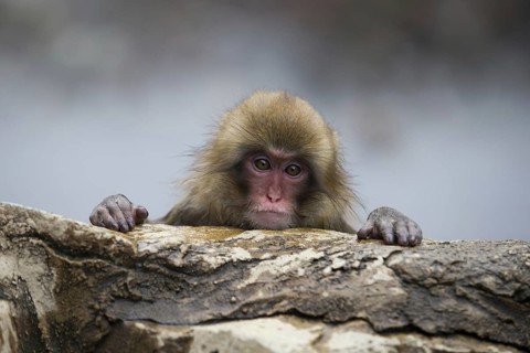 Japanese Macaque