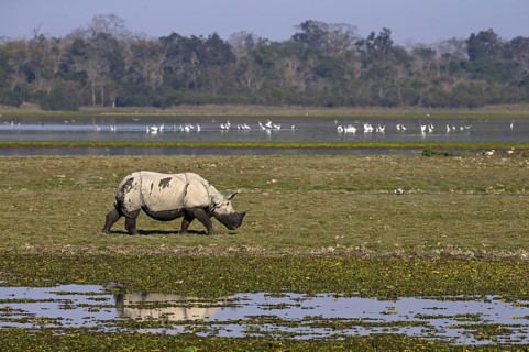 Indian Rhinoceros
