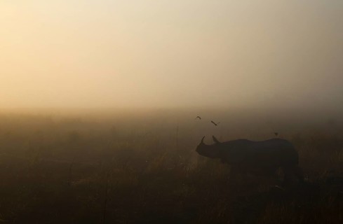 Indian Rhinoceros