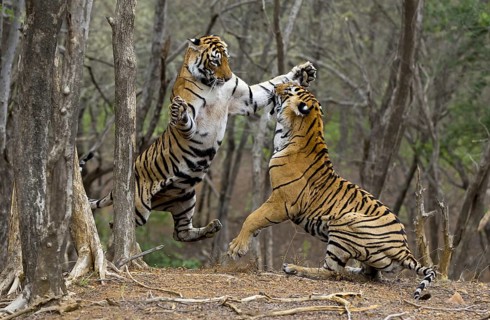 Indian Tigers