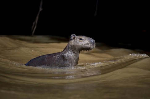 Capybara