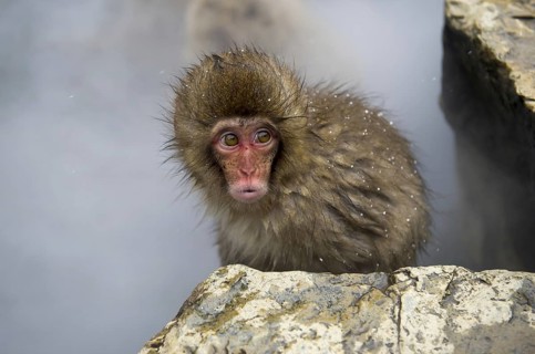 Japanese Macaque
