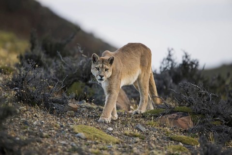 Puma