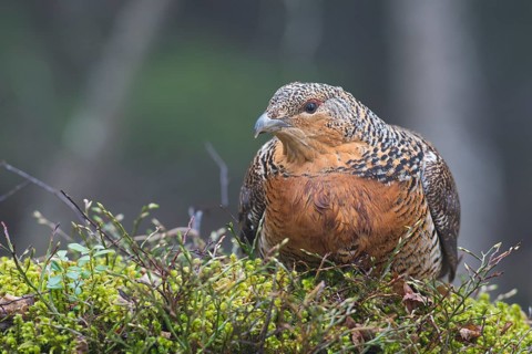 Western capercaillie