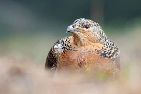 Western capercaillie