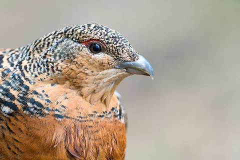 Western capercaillie