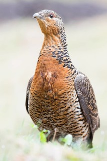 Western capercaillie