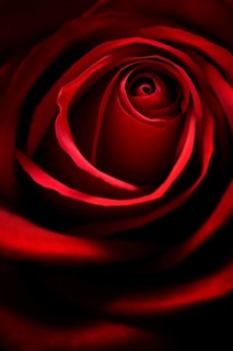 Red Rose