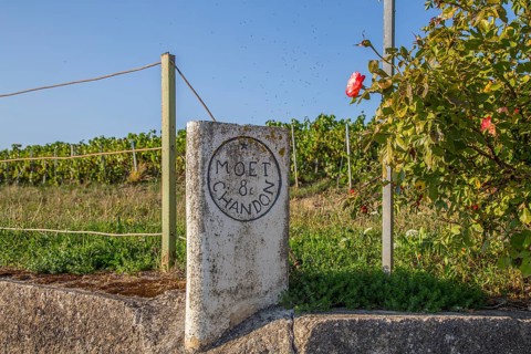 Vineyard boundary stone of the champagne company Moet & Chandon