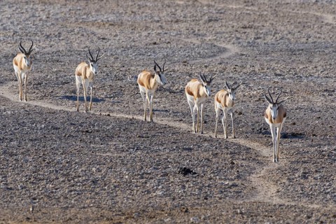 Herd of springboks
