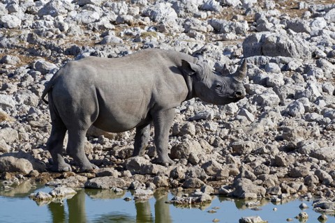 Black rhinoceros