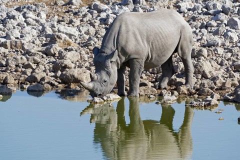 Black rhinoceros