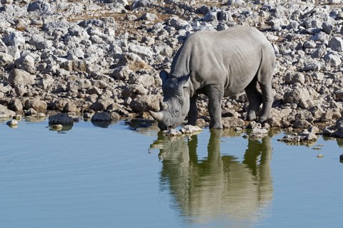 Black rhinoceros