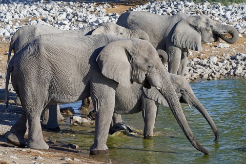 African bush elephants