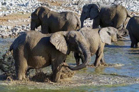 African bush elephants