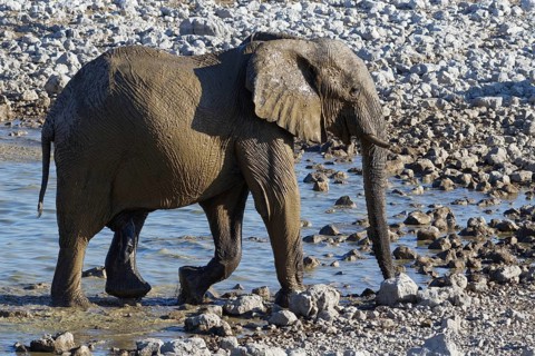 African bush elephant