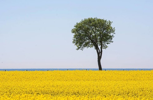 Rowan tree at field of rape at Hoegasten farm