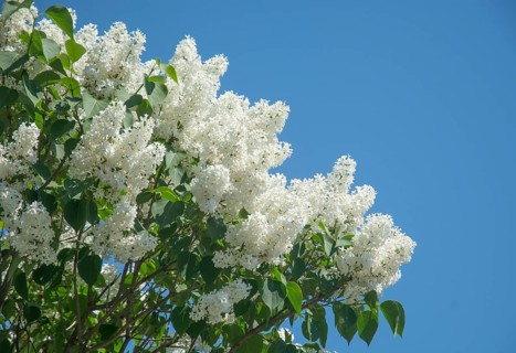 White lilac