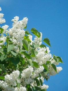 White lilac