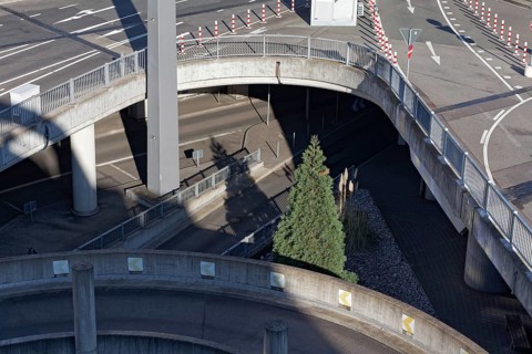 Single tree in the middle of elevated roads