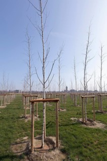 Newly planted birch trees