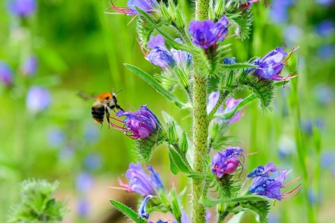 Common viper's bugloss