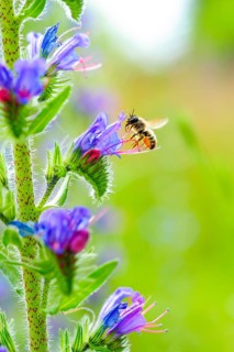 Red mason bee