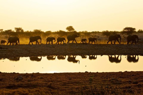 African elephants