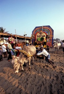 Gods taken procession in open bullock carts