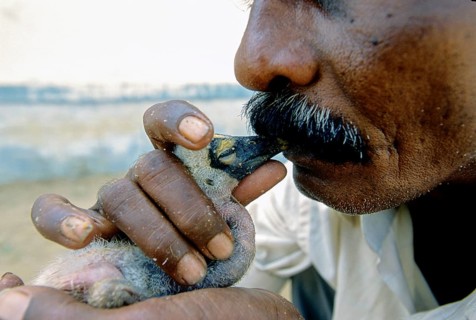 A Villager feeding water by mouth- Abandoned Painted Stork Chick