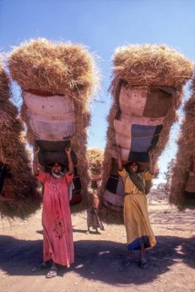 Woman carrying sheaves on head at Sasan Gir