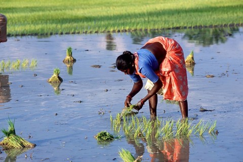 Woman transplanting rice plants