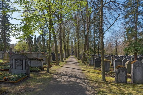 Linden trees