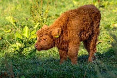 Scottish Highland Cattle