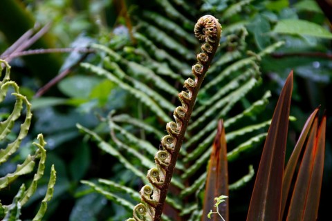Fern