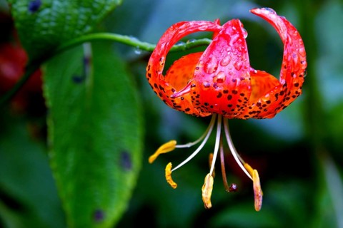 Lily