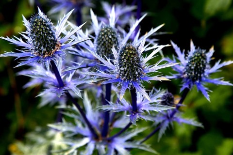 Safflower